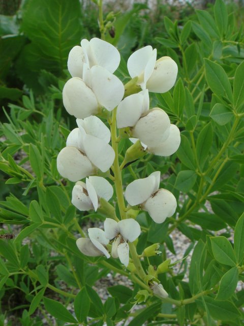 Baptisia lactea fleur